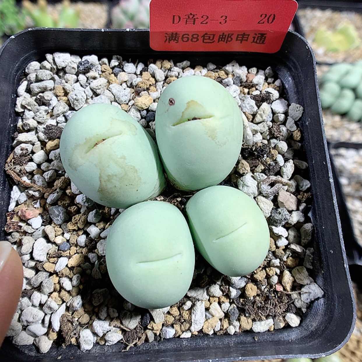 【闪购商品】2-3-20 鸽子蛋一群 80