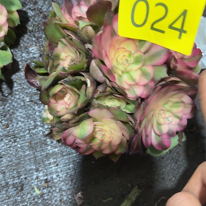 多肉植物福利024