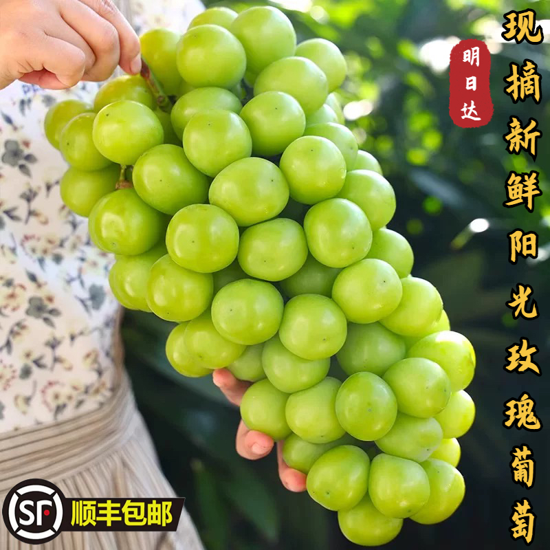 【明日达顺丰冷运包邮】3斤新鲜现货正宗阳光玫瑰葡萄晴王香印无籽香甜多汁应季水果坏果包赔安徽省