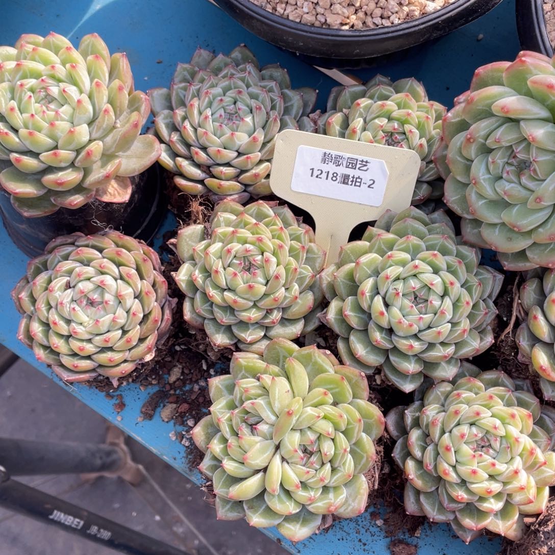 1218-2-雪花珍妮单头一颗量拍