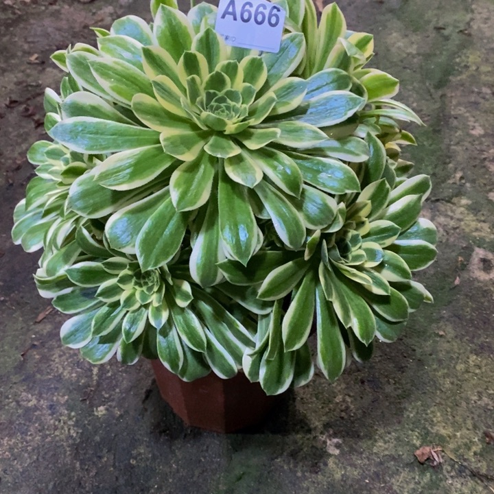 碧玉多肉植物666