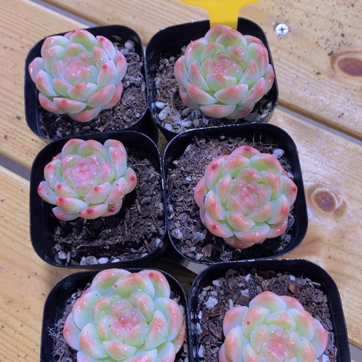 853号 优选白桃汽水单头一个