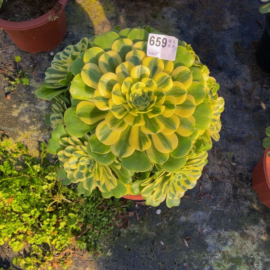 多肉辛尼亚00000659