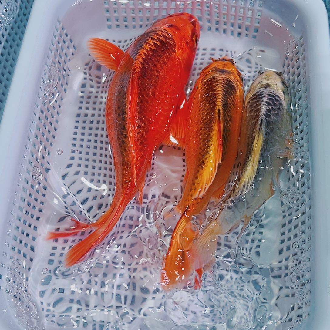 锦鲤锦鲤冷水鱼观赏117