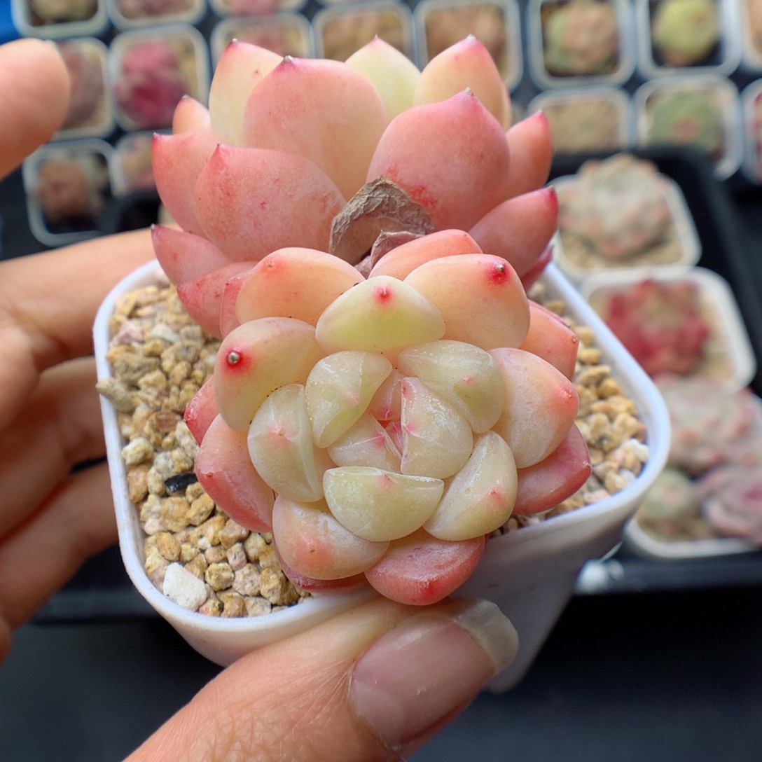 多肉植物。 糖心不包整8