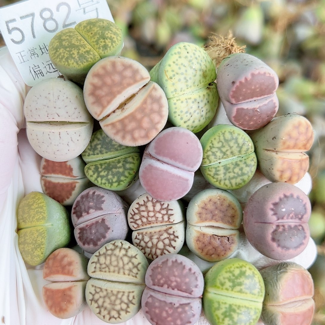 5782 好养易活生石花大母本20个