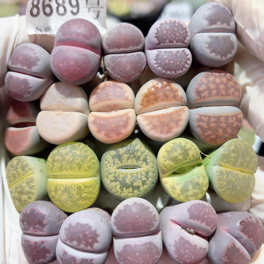 8689 好养易活生石花花大母本20个下播福利