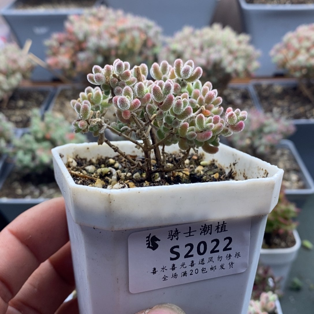 飒**士2022实生精控优选冰晶