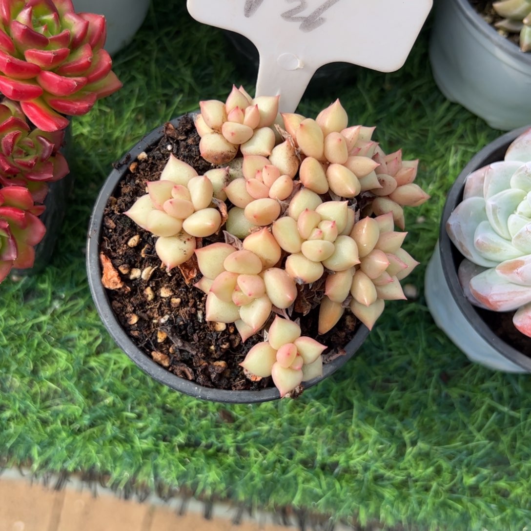 黄金象牙多肉植物