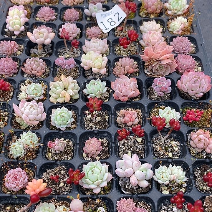 182 多肉植物盆栽花卉植物