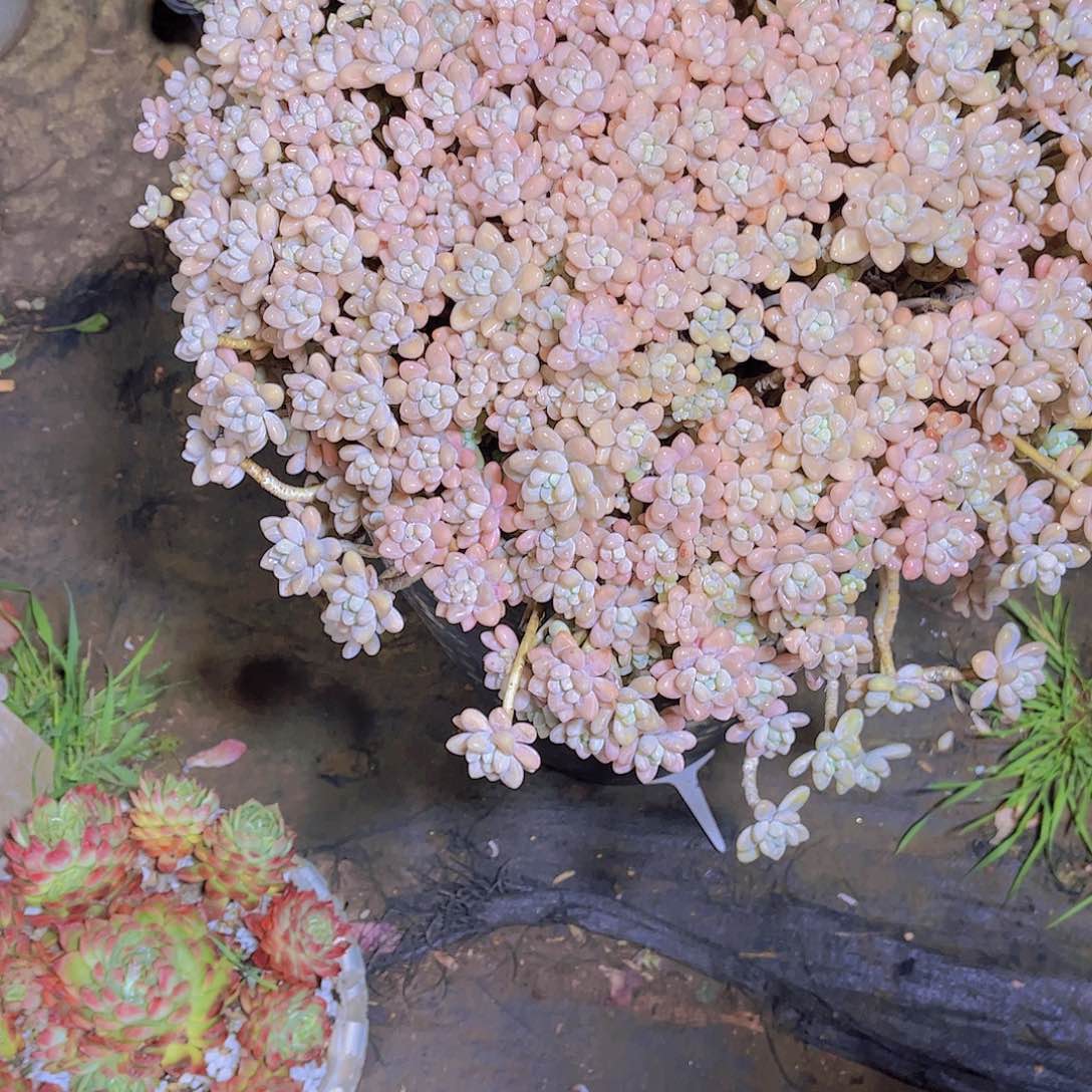 婵*宝多肉植物保护研究所所长