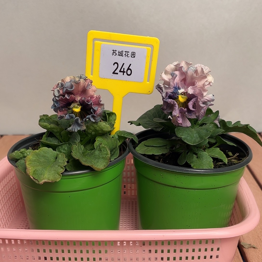 大部分开放少量花苞246