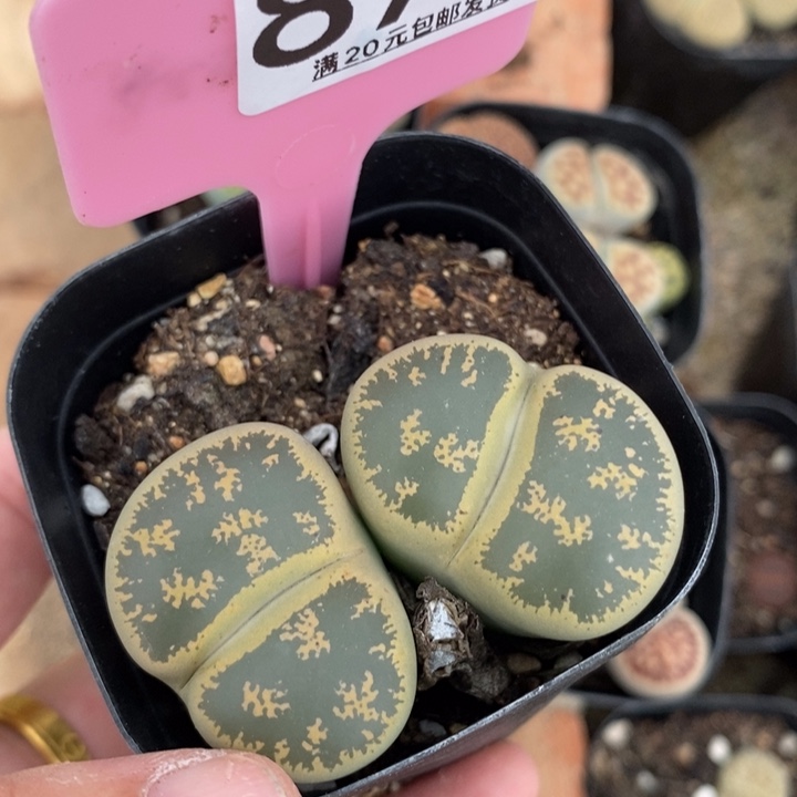 ꧁***꧂生石花等植物的生长878