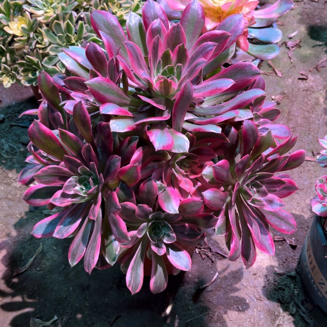 多肉植物浣纱684