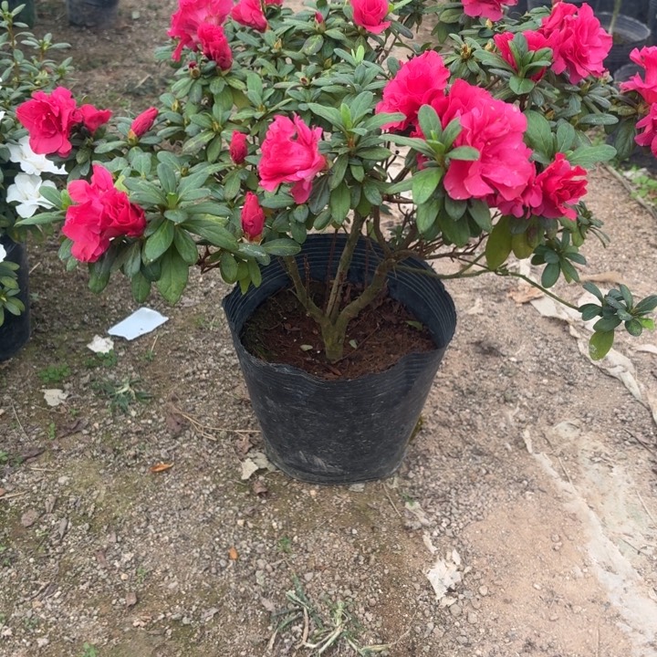 完全开放宝莲灯杜鹃花