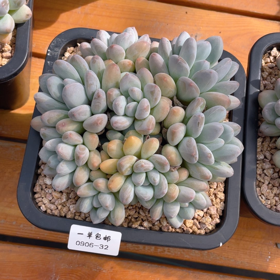 小*0906-32-香水。。