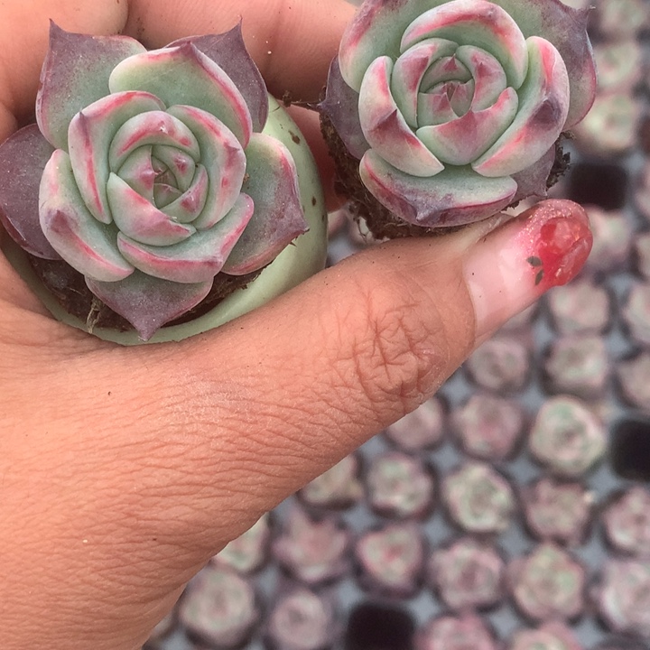 惊鸿7颗。包邮。多肉