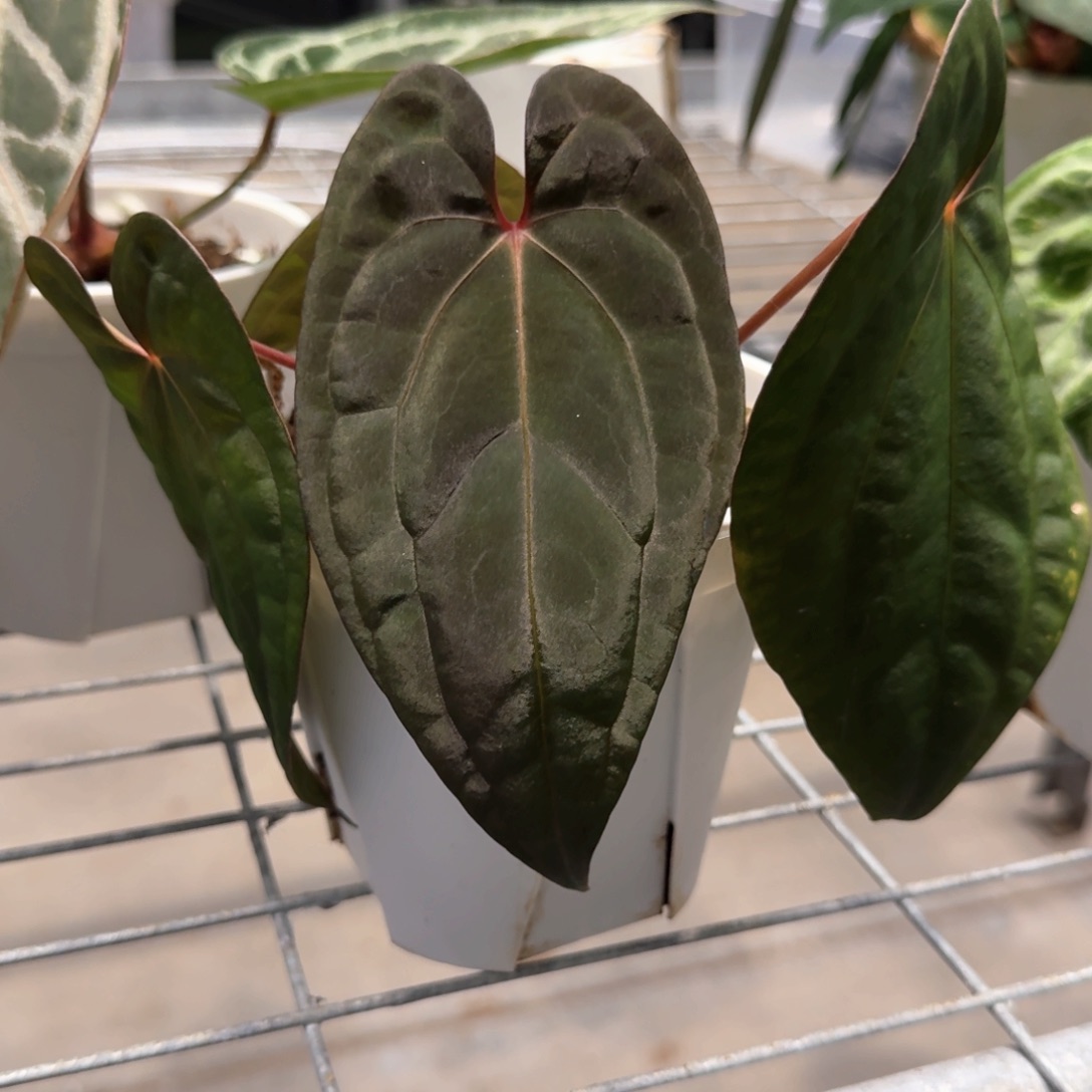 完全开放泰国初代黑凤凰侧芽