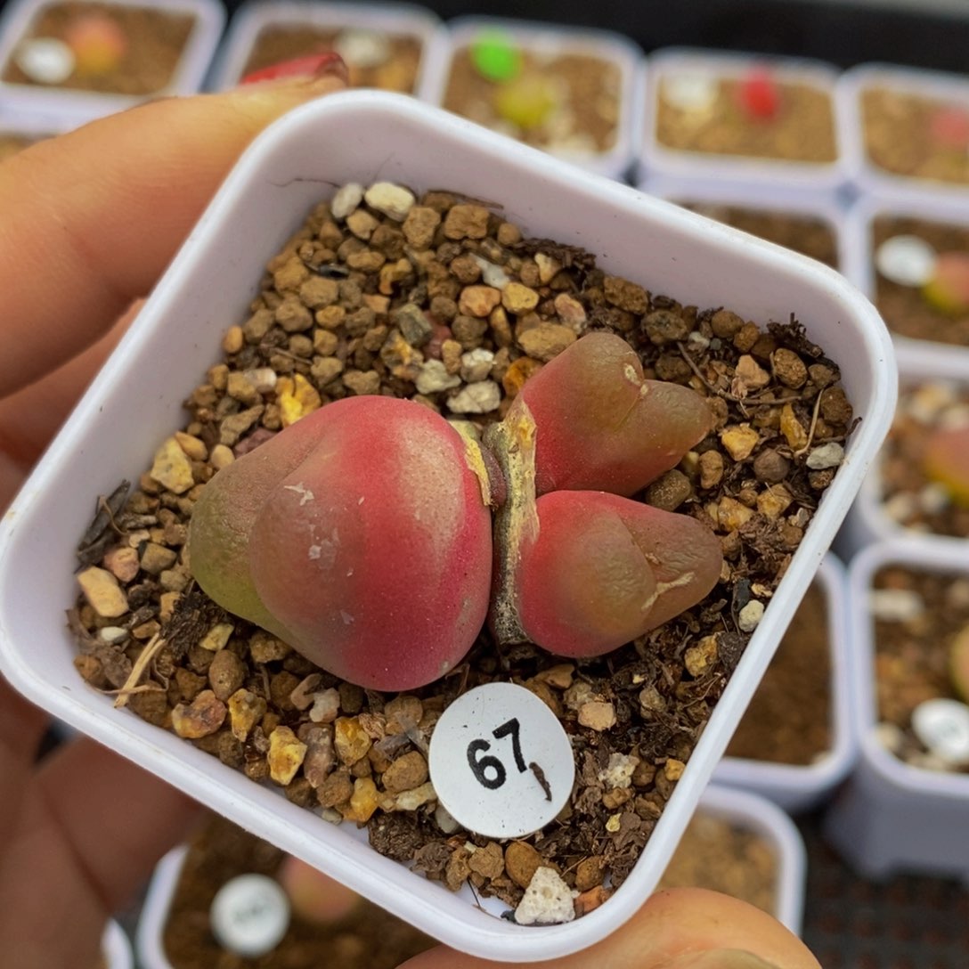 3头（瑕疵）多肉植物