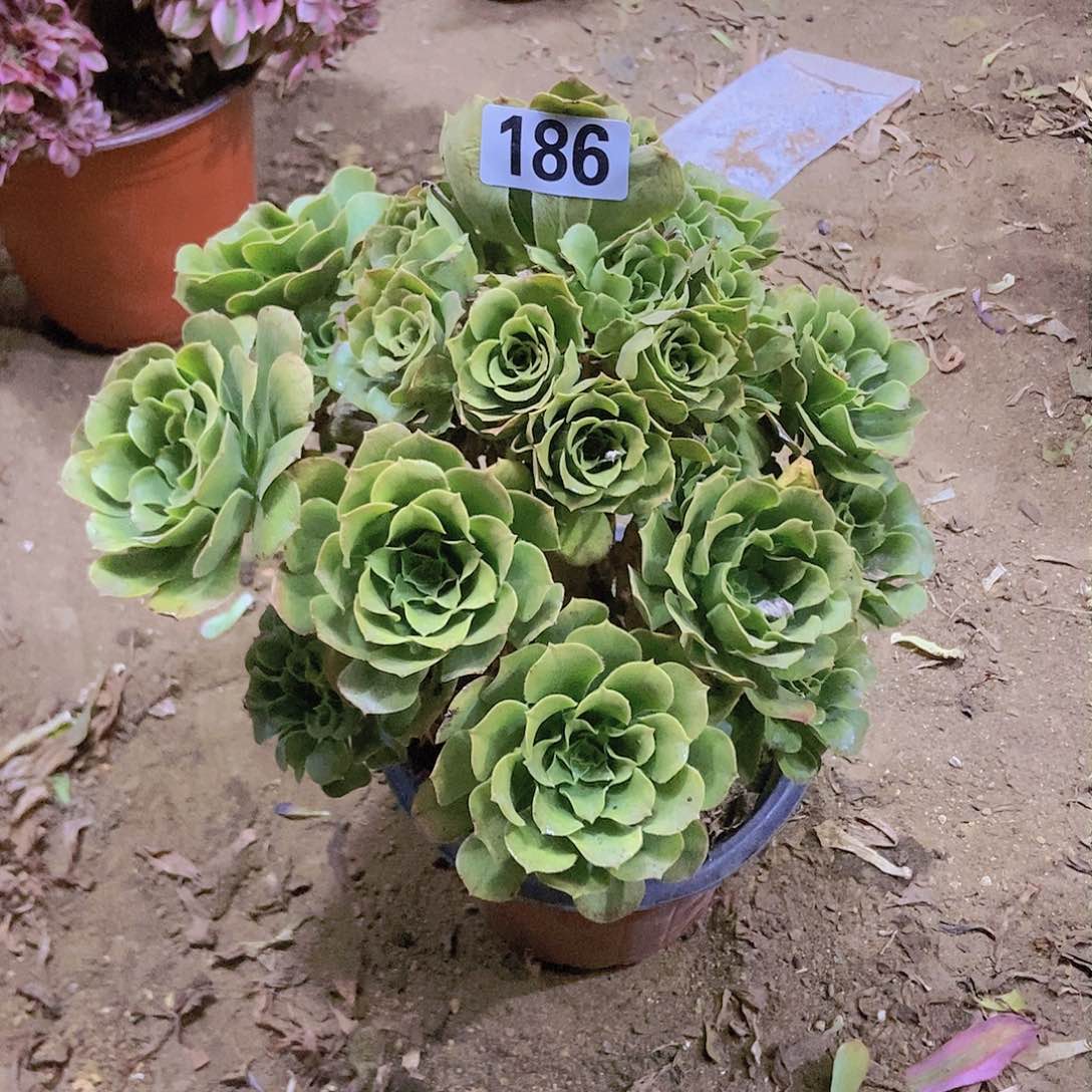 186绿玫瑰法师老庄手捧朵朵特价