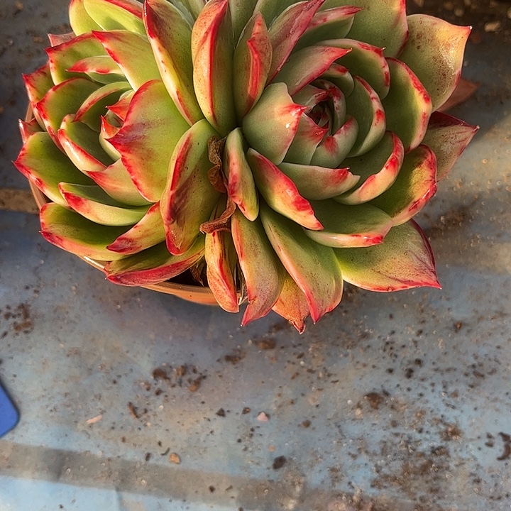 惊鸿仙子多肉植物123