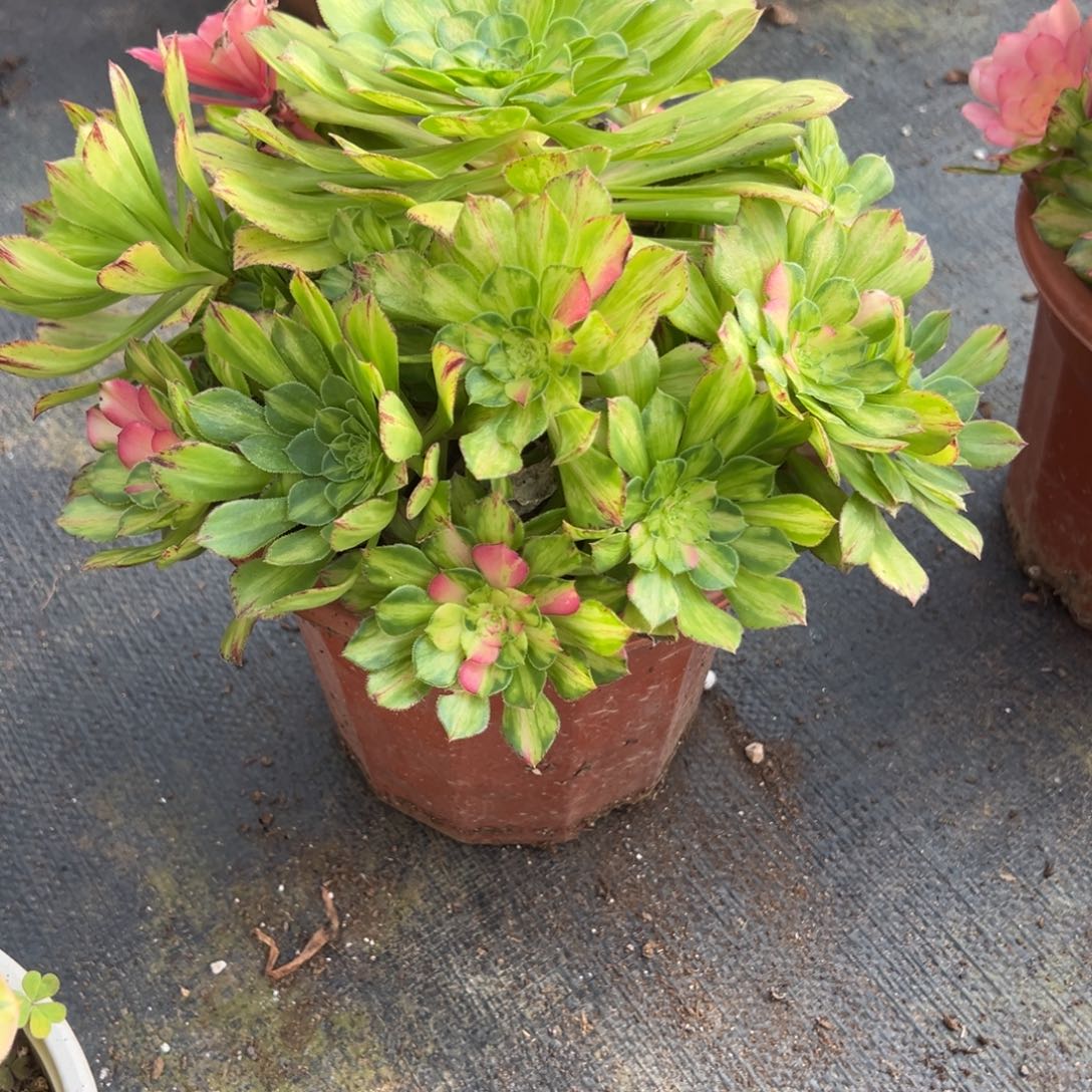 286知否多肉多肉多肉多肉