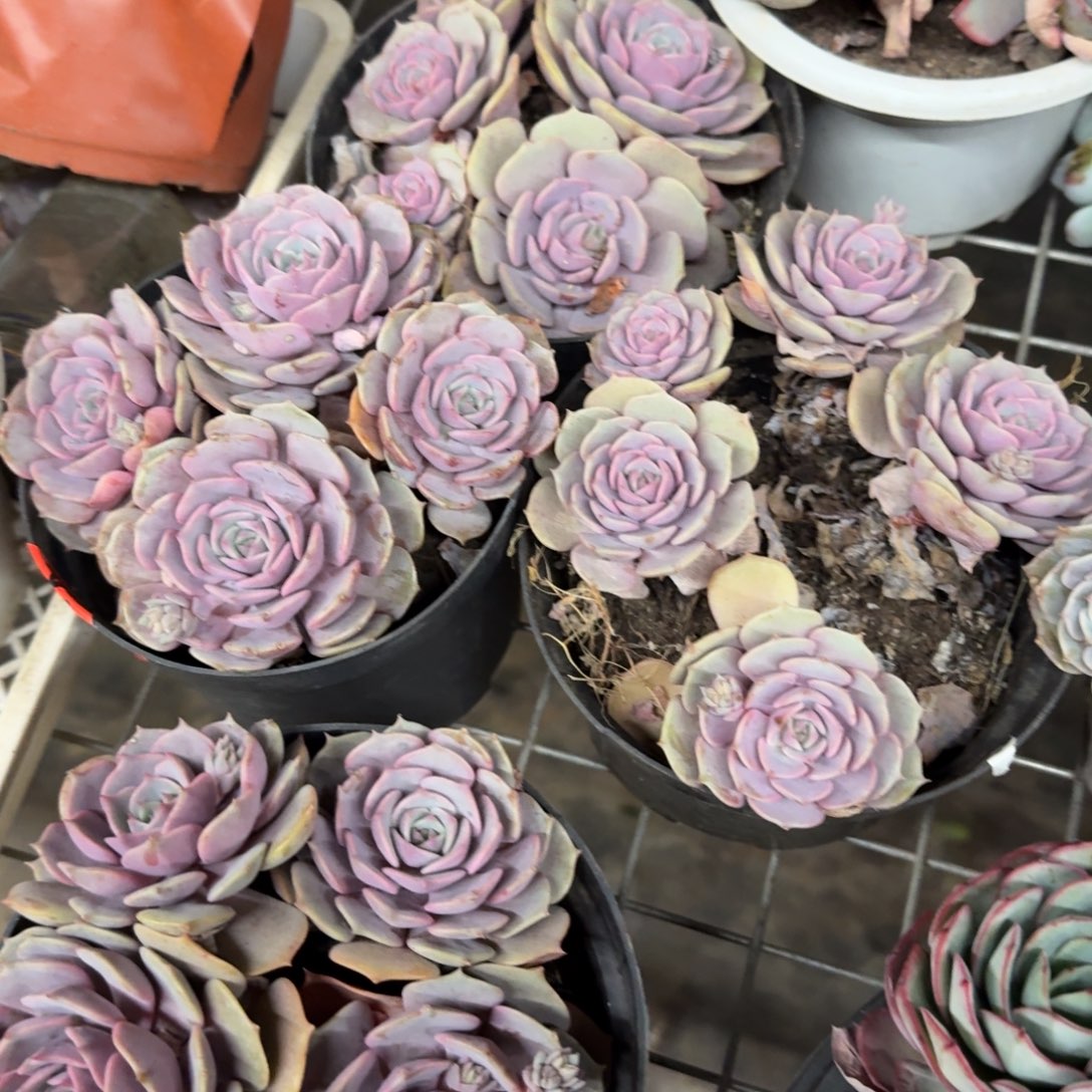 粉蝶四头起老桩多肉