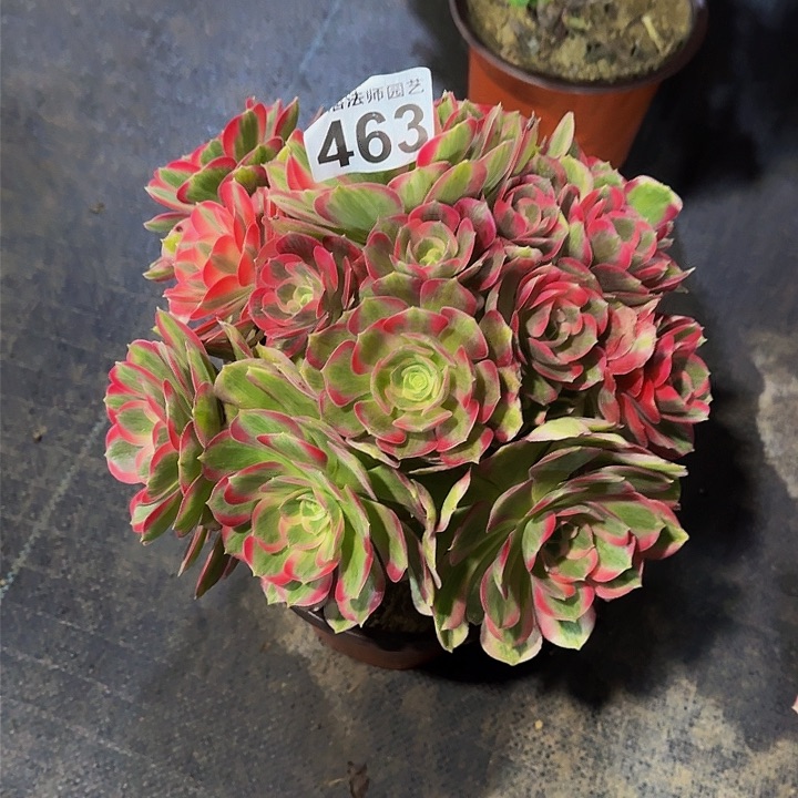 红陶粉女郎463000