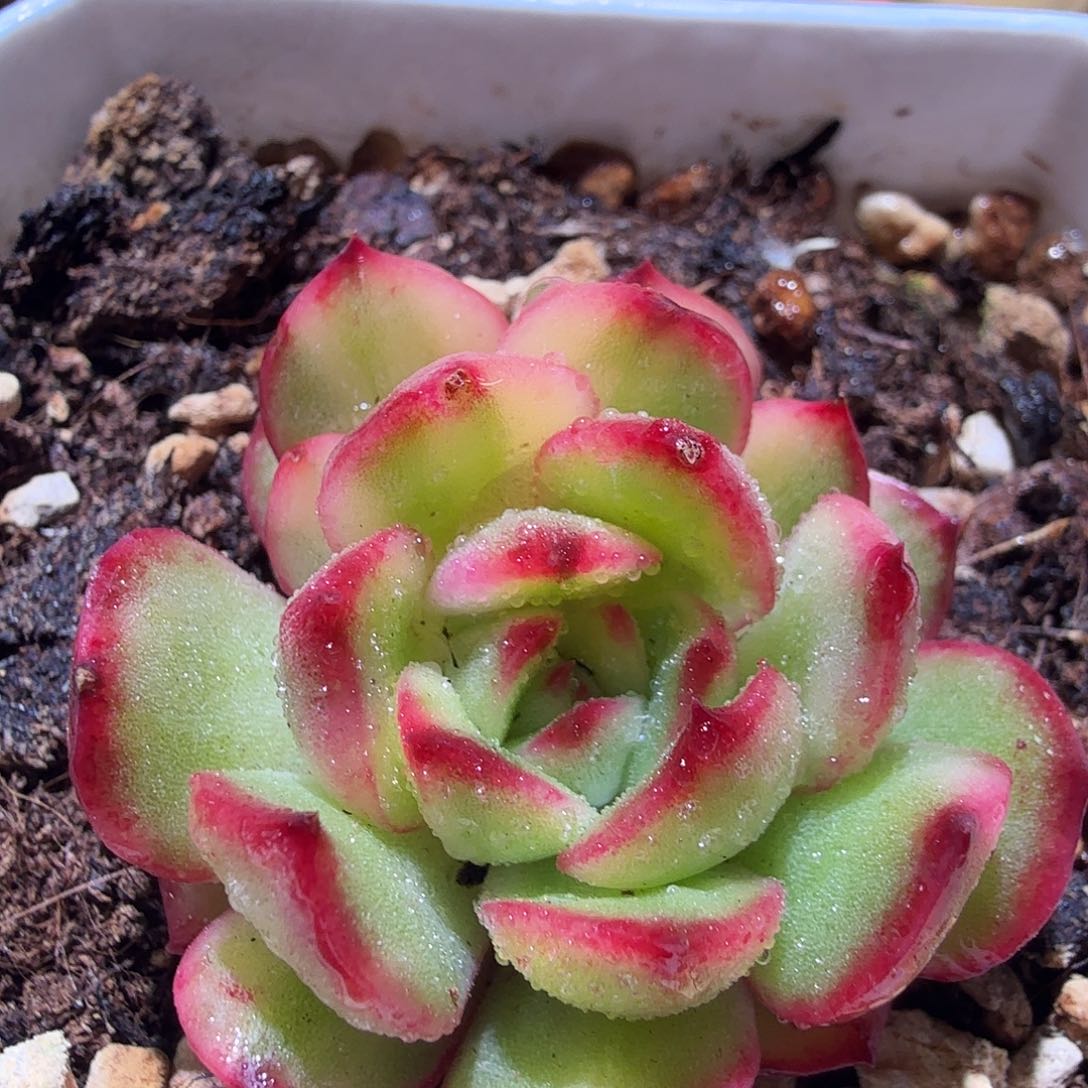 宝利安娜锦，多肉植物