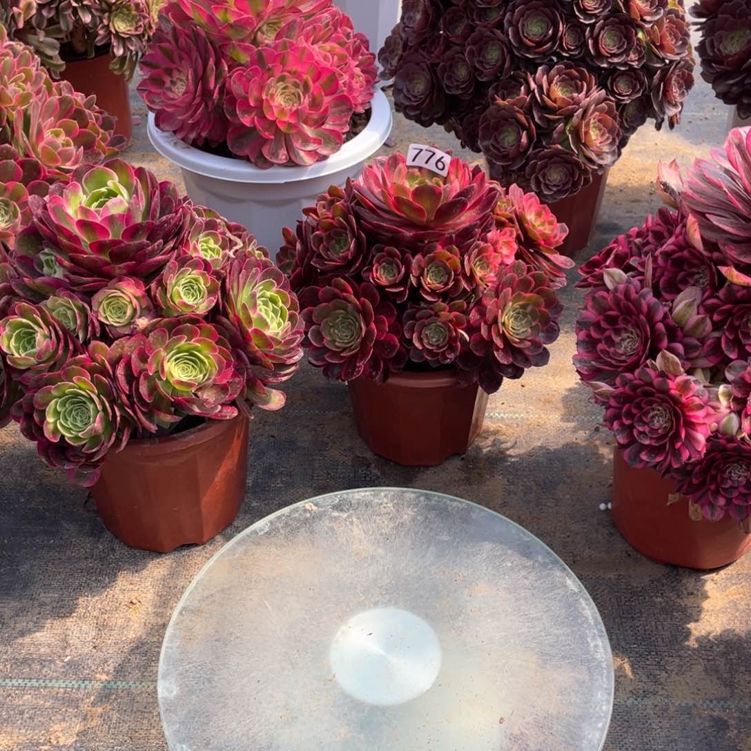 法师寄养链接专拍