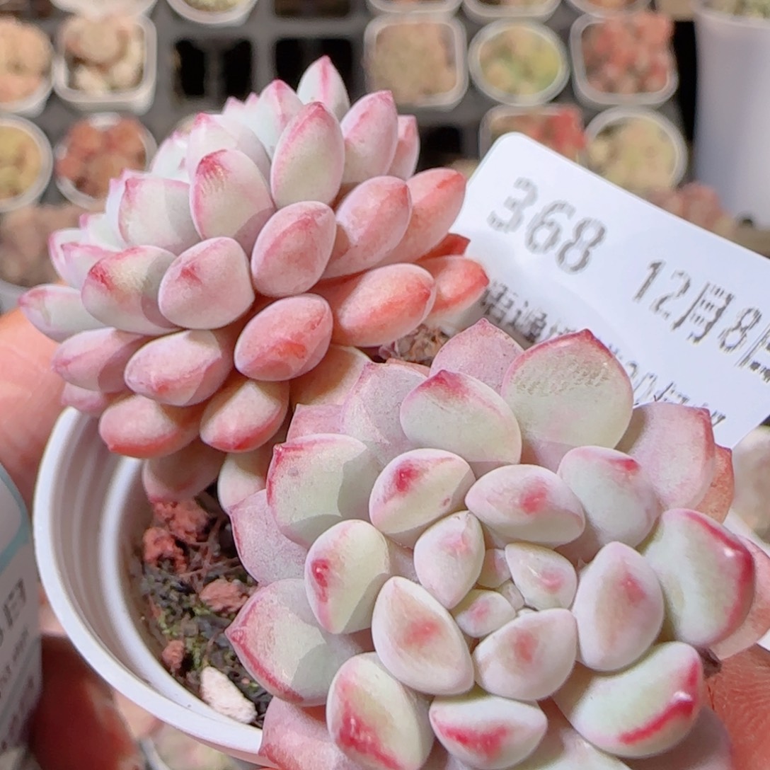 花语多肉1208-368珍珠豆