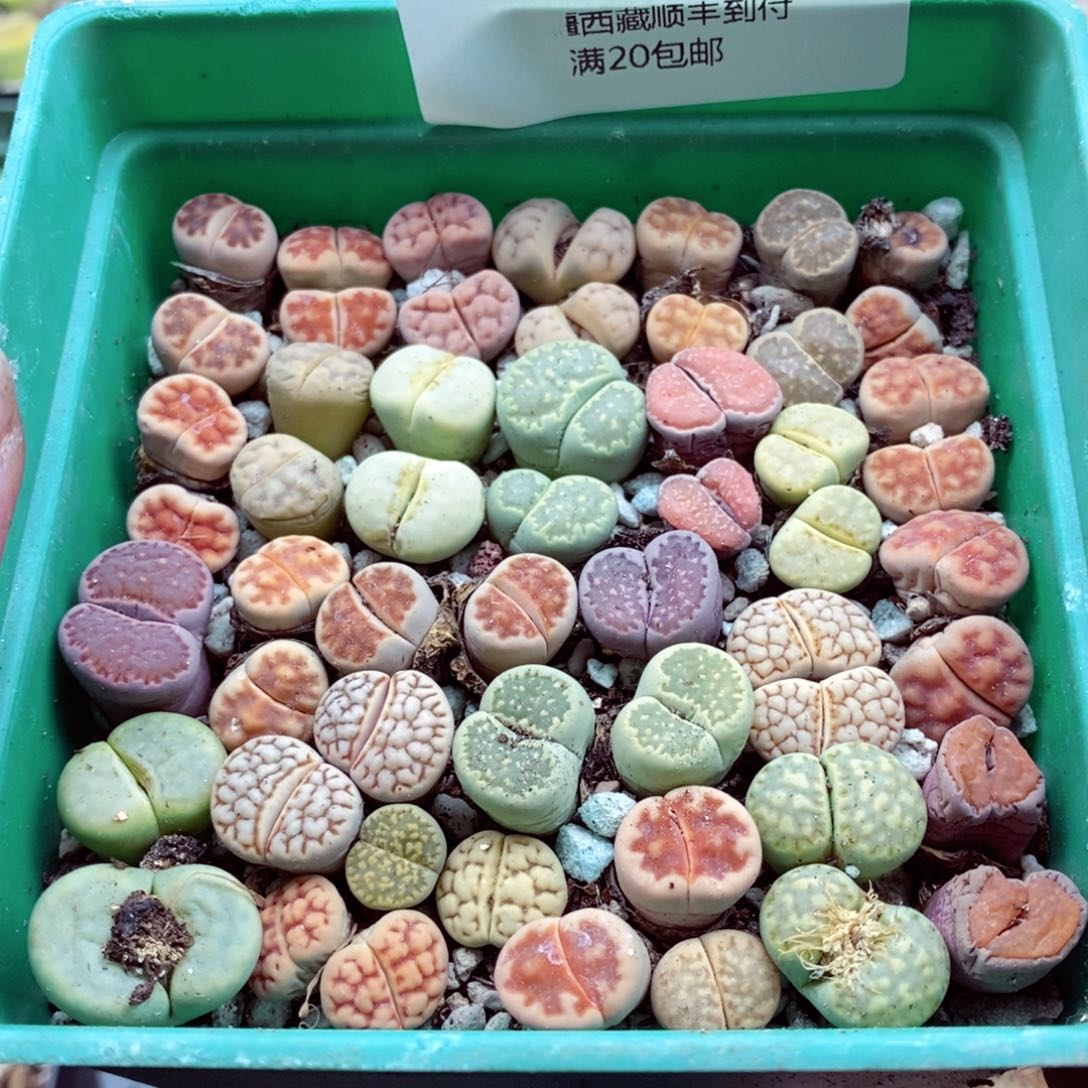 我的小姐姐们都是我042