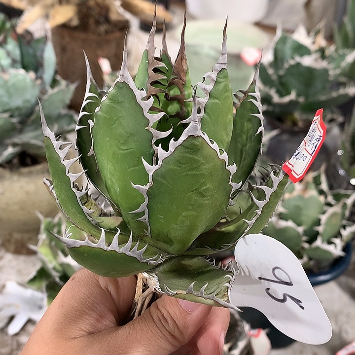 d**h95霍利达111111111