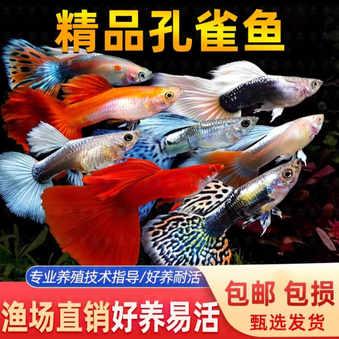 【17条临产带孕】纯种孔雀鱼好养耐活易繁殖 小型淡水观赏鱼2.5~4cm