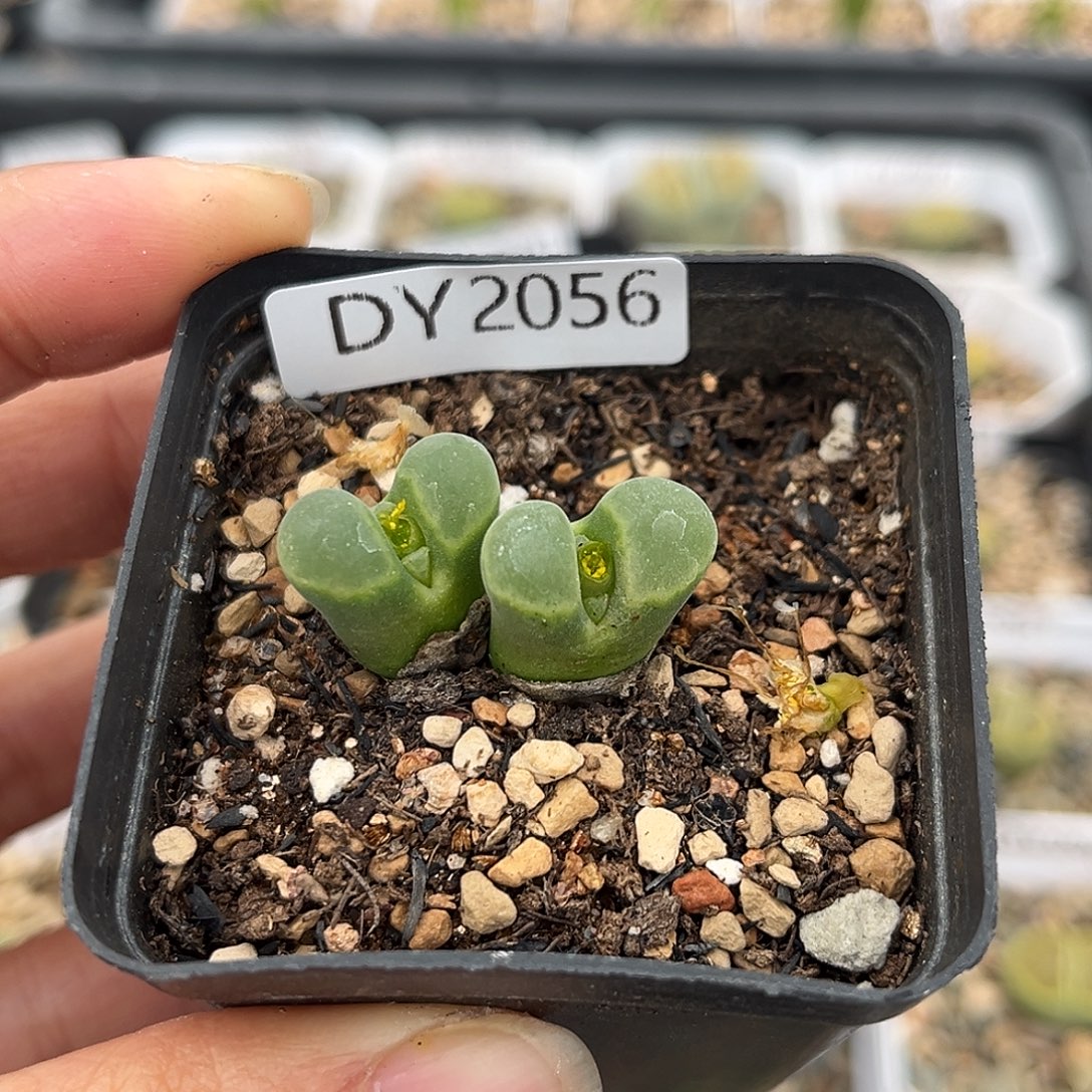 一物一拍极窗风铃2056