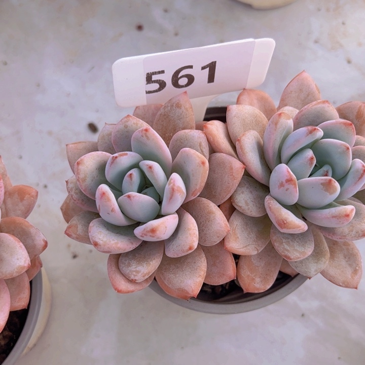 健健康康平平安安