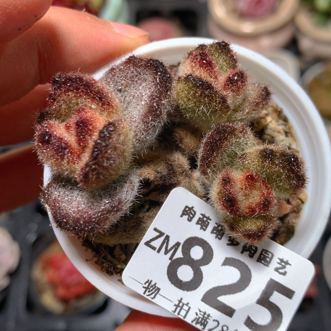 5CM拇指盆精控多肉ZM825