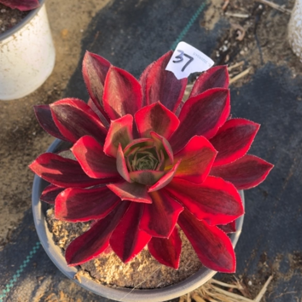 【闪购商品】37魅影多肉法师