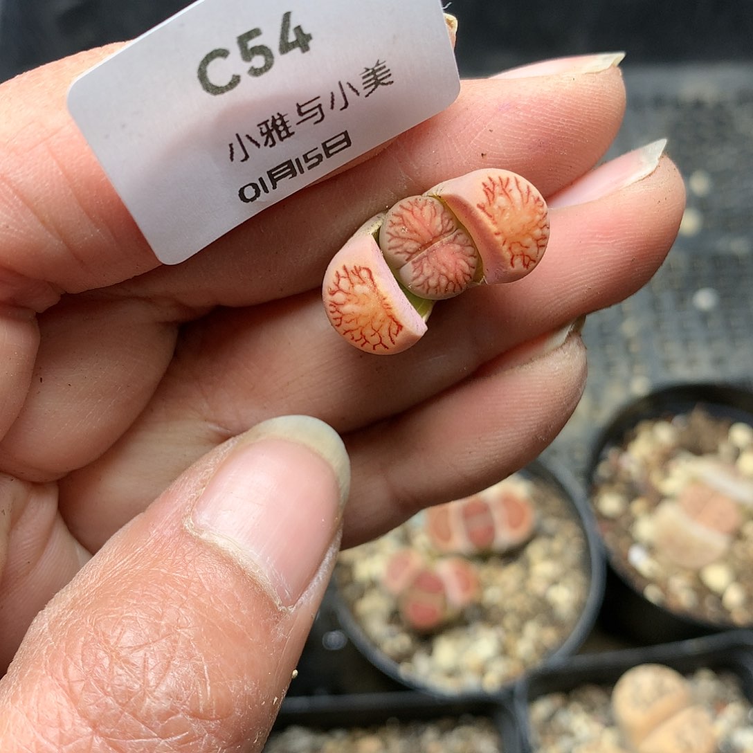 C54多肉植物保护研究所