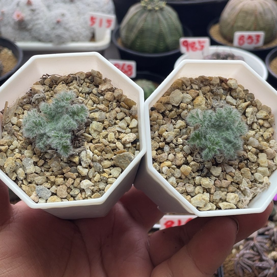 实生2颗羽叶洋葵 带盆土发货