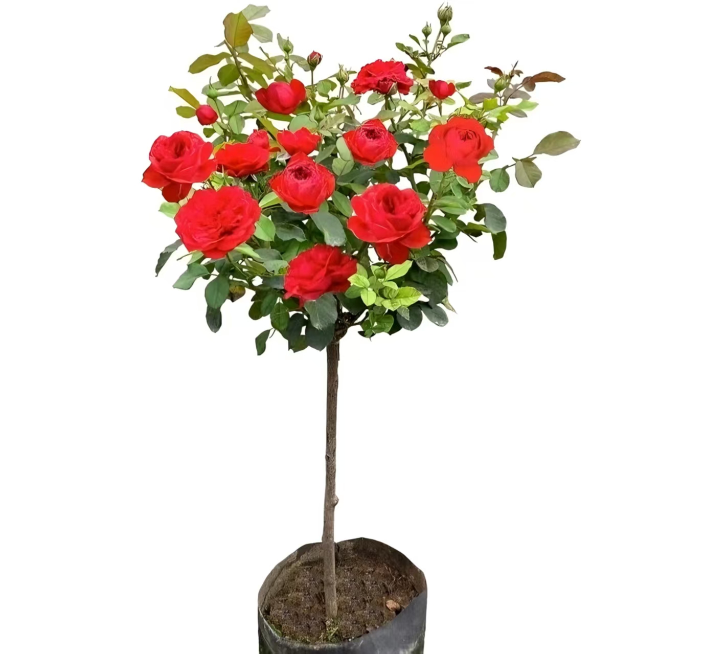 中国红（顺风包邮，修剪发货，月月开花，月月爆盆）