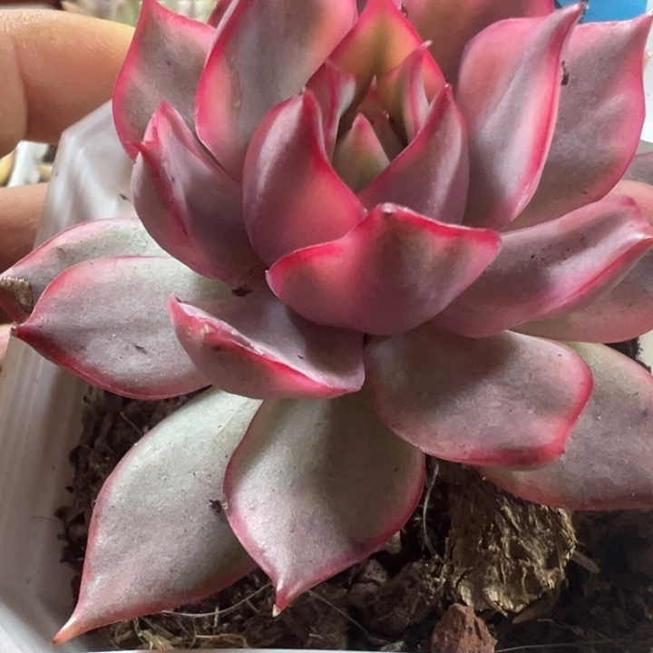 宝莲灯锦多肉植物324