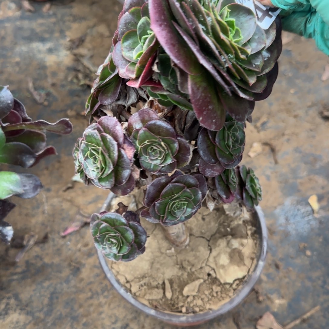 魅金玫瑰459满20包邮断枝不包