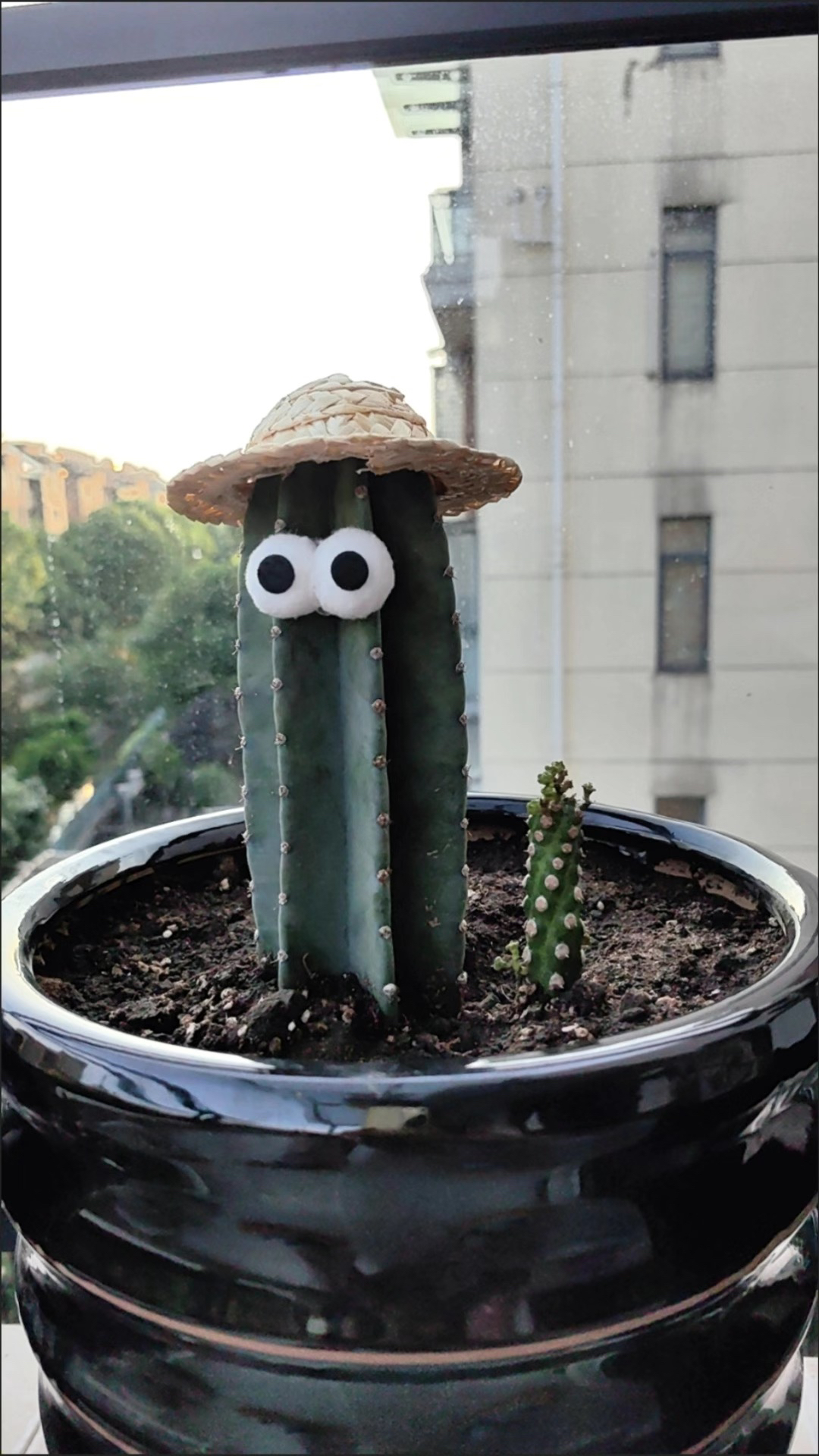 量天尺和各类仙人柱直播间专属改价链接(勿拍!!!!!!!!!!!!)