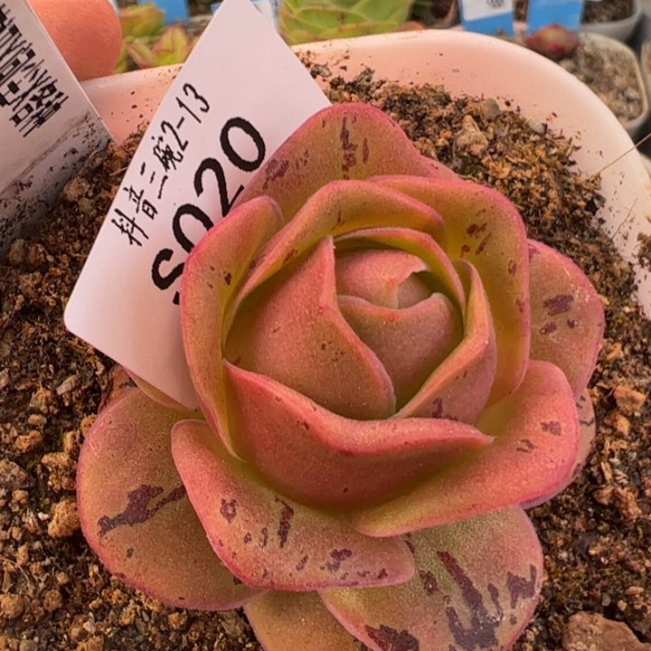 三碗20 玫瑰版蕾丝mex若初x各种多肉