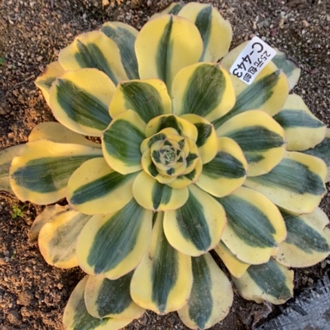 443王妃满25包邮多肉