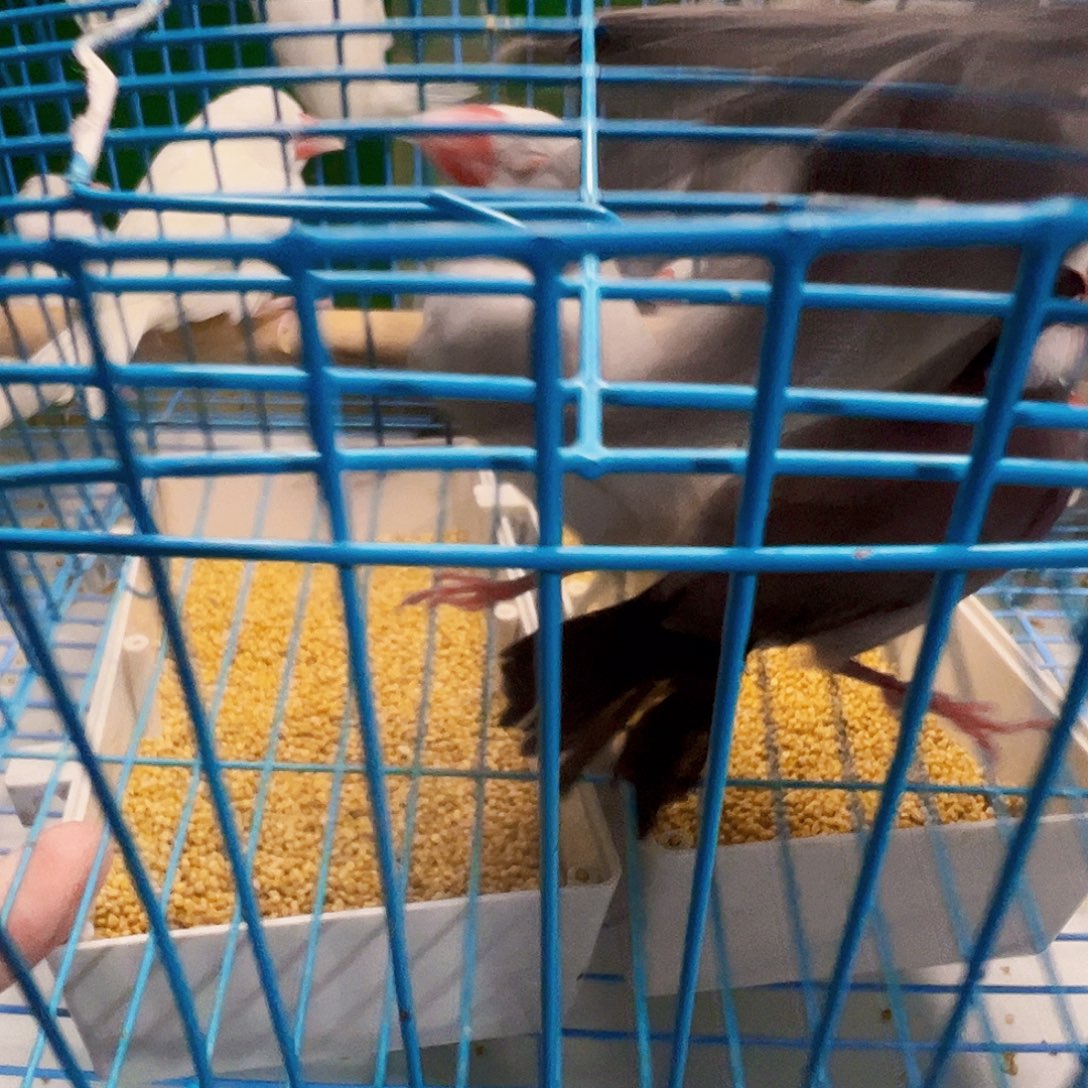 天***姥文鸟文鸟三只包邮 两只灰色一对白色母一只