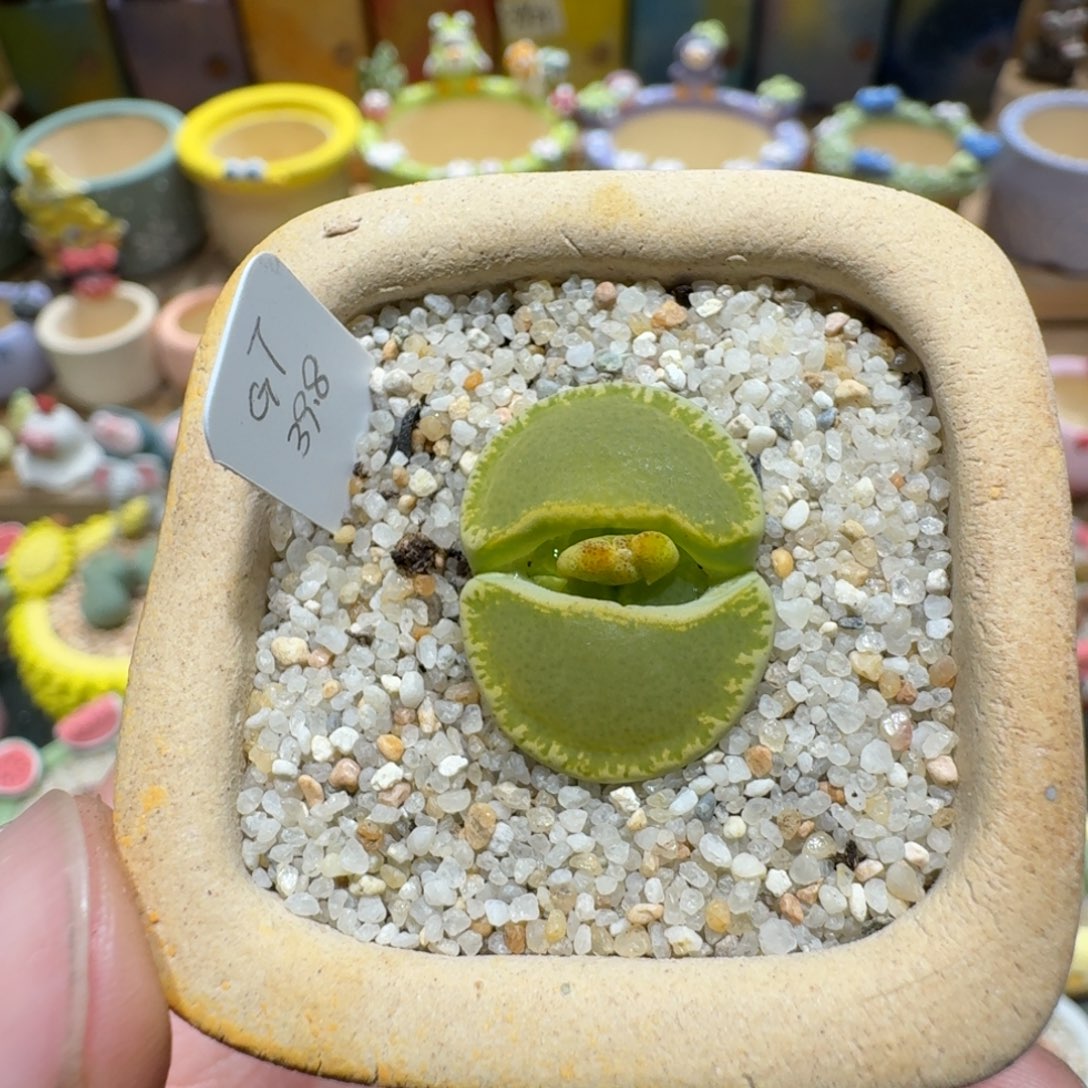 蘑菇1363绿帽多肉植物