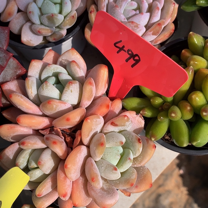 多日子和误62626263663