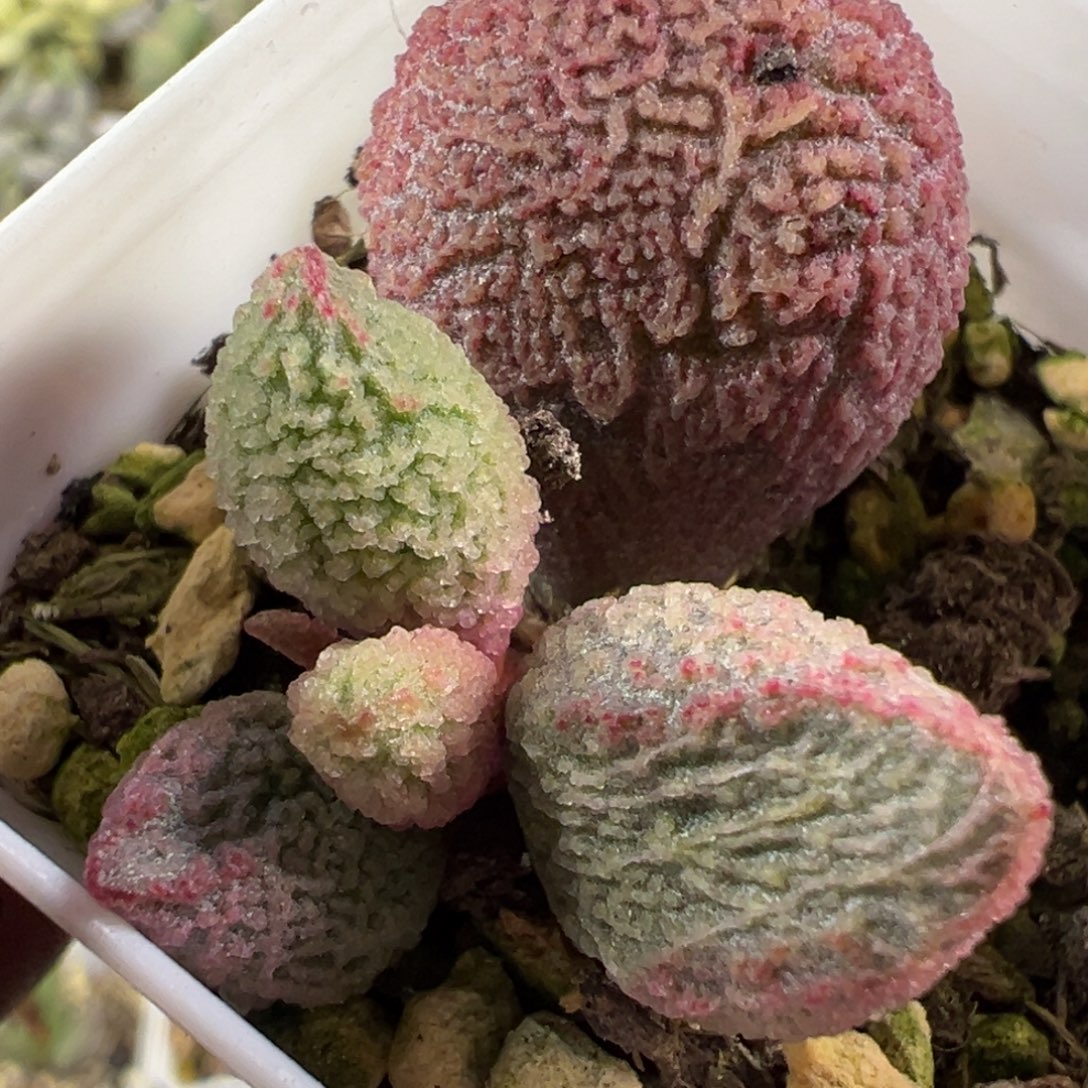 粉嫩款新品多肉植物水泡